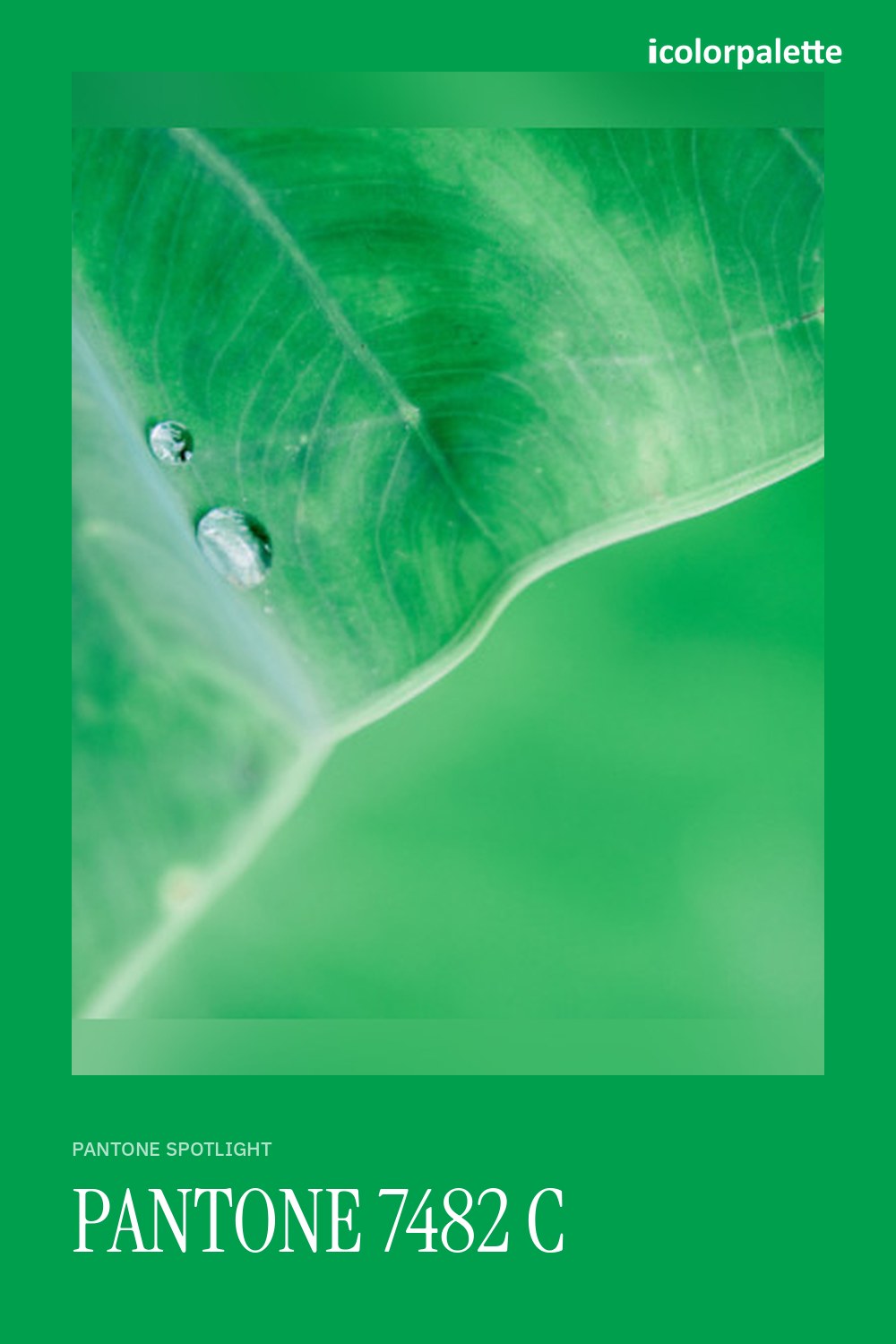 009F4D Hex Code (Energy Green Shade) — RGB, CMYK & HSL Color