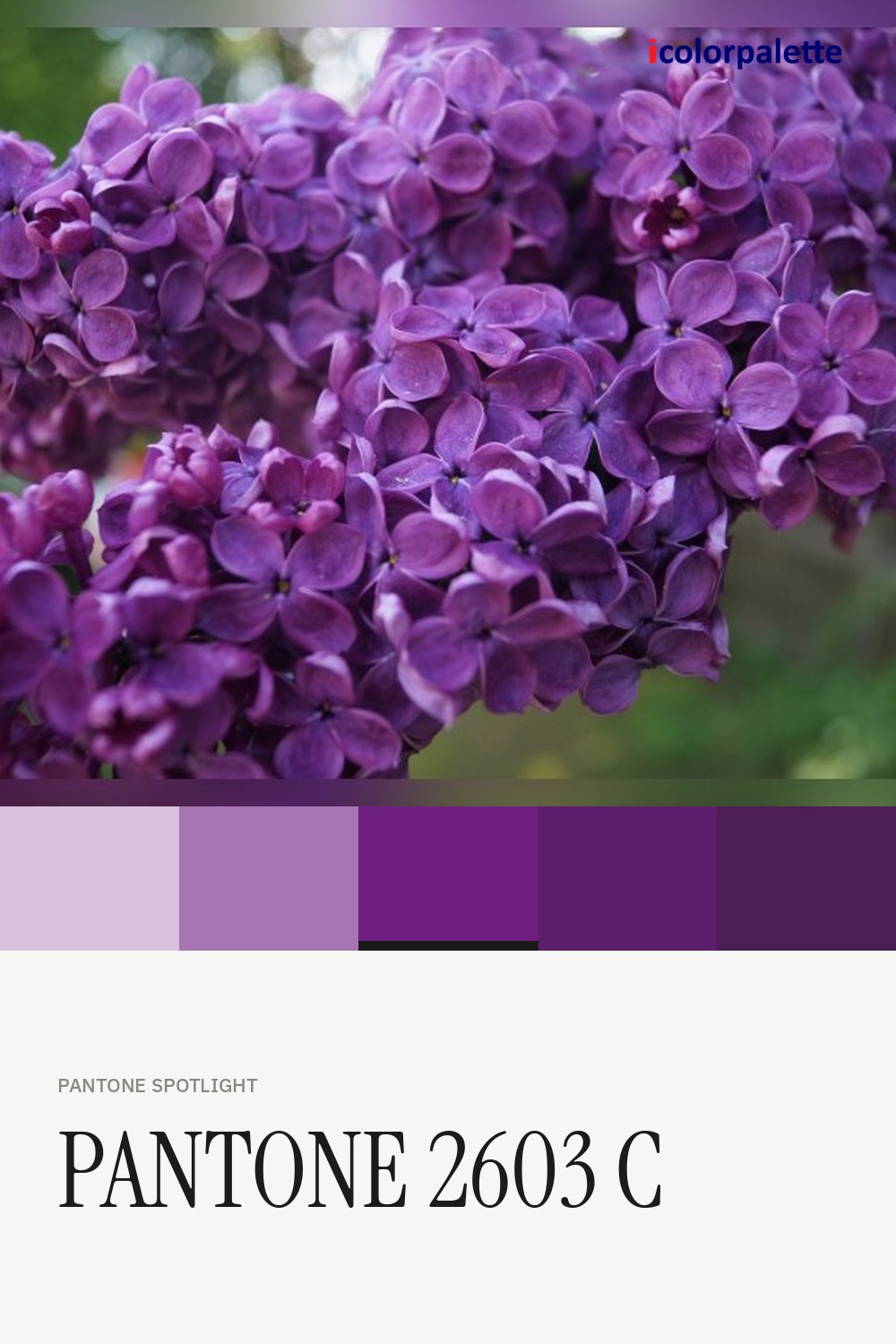702082 Hex Code (Deep Daitoku Purple Shade) — RGB, CMYK & HSL
