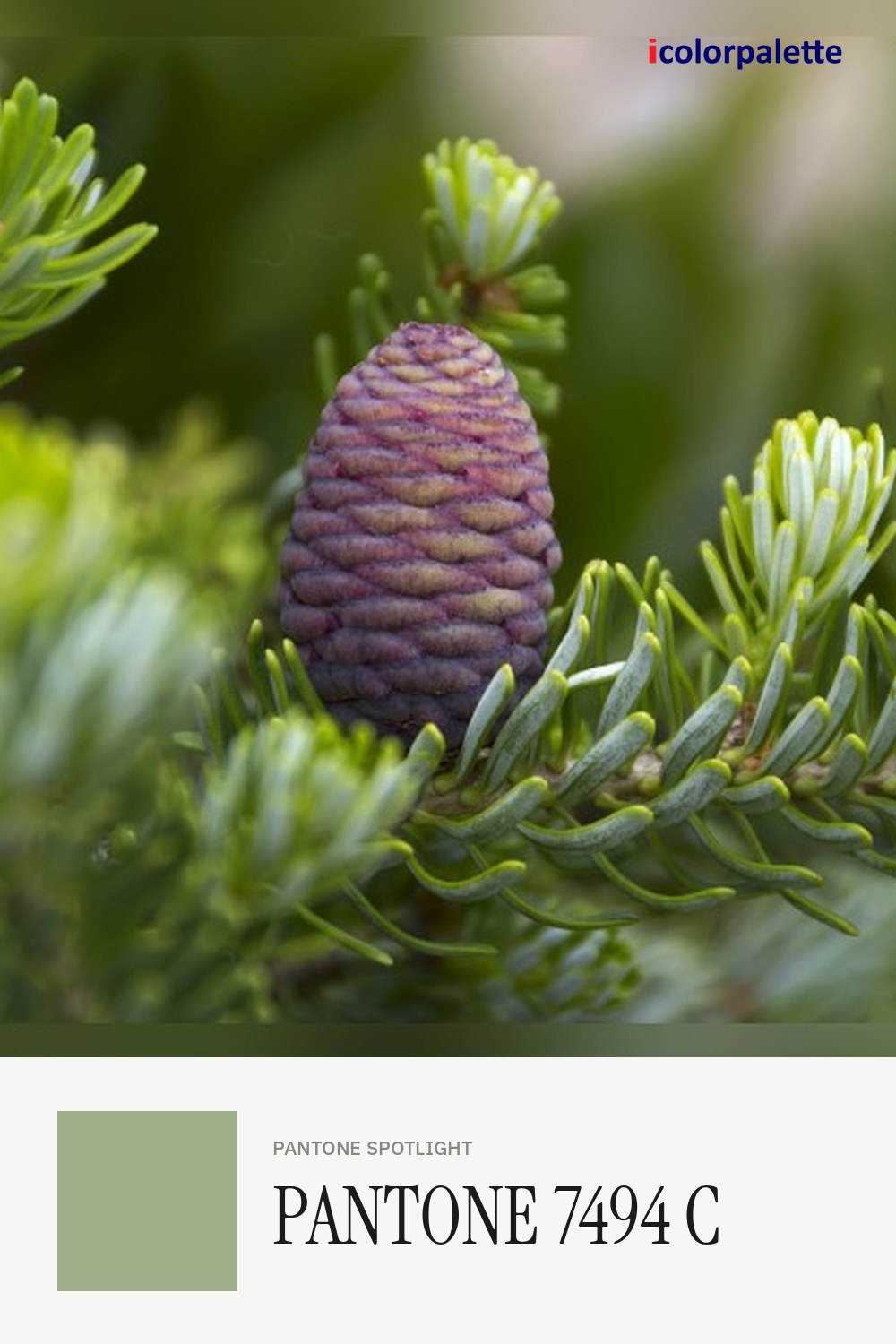 Pale Olive Hex Code #9CAF88 — RGB, CMYK & HSL Color Values