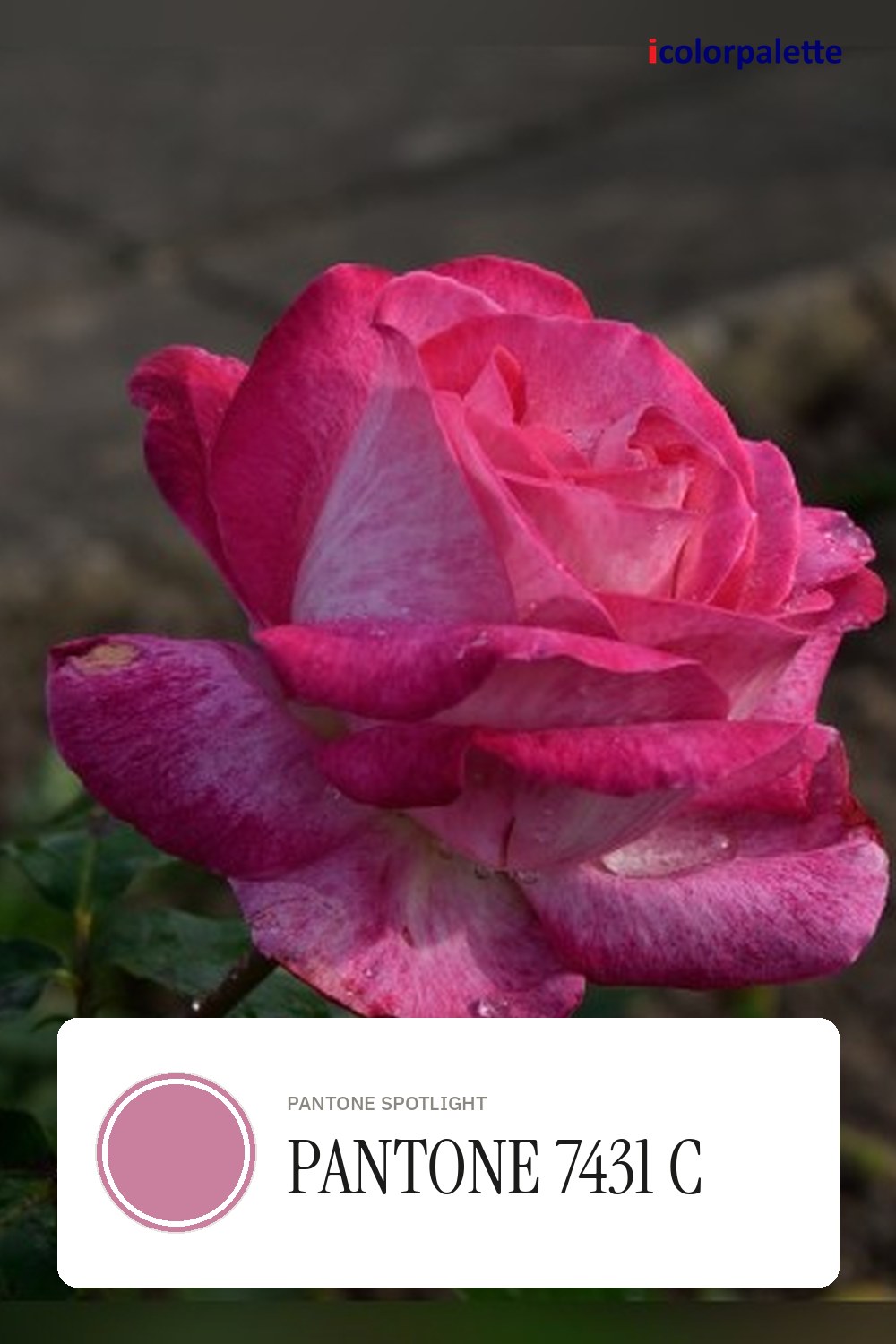 C9809E Hex Code (Heirloom Rose Shade) — RGB, CMYK & HSL Color
