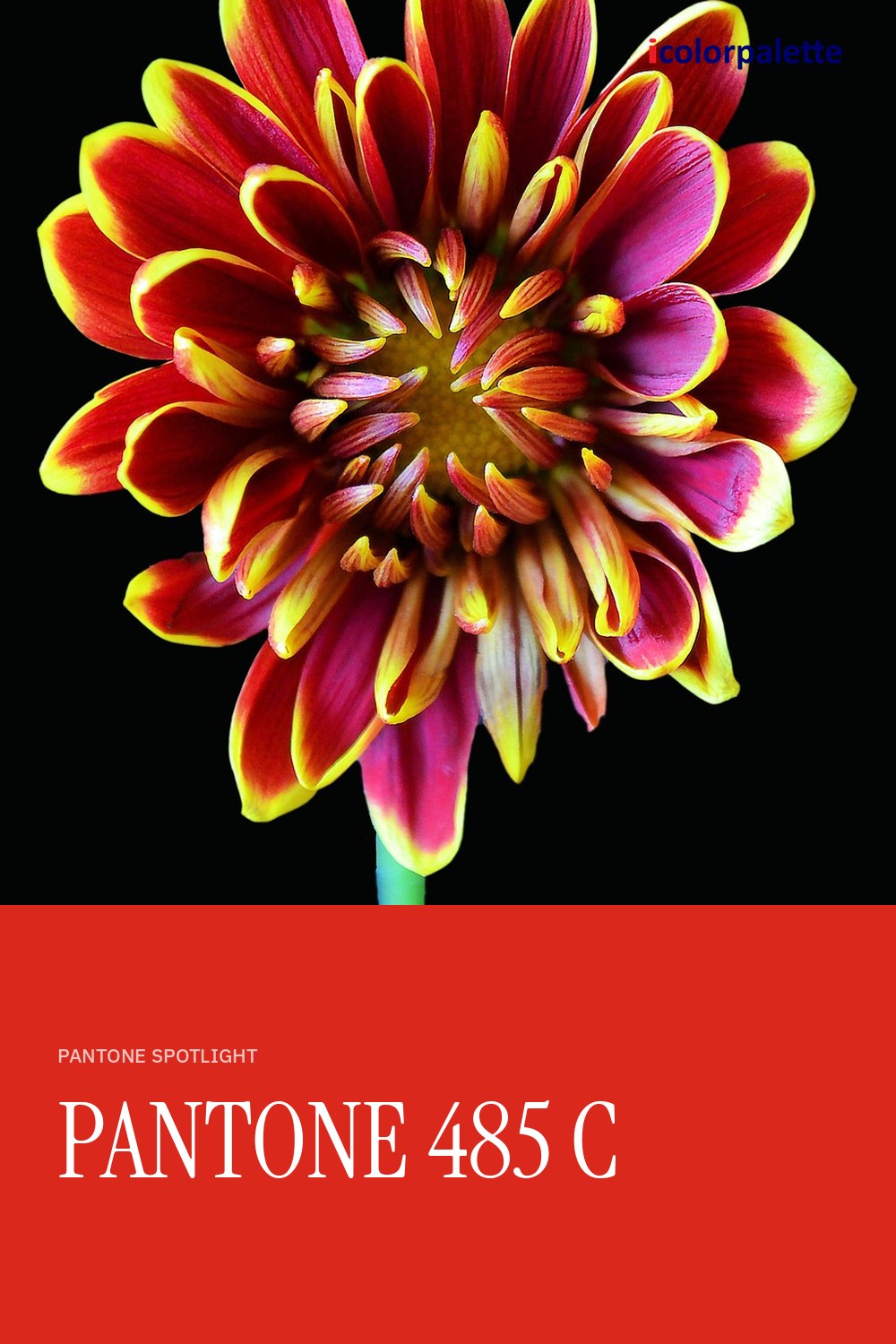 DA291C Hex Code (Poppy Flash Shade) — RGB, CMYK & HSL Color Values