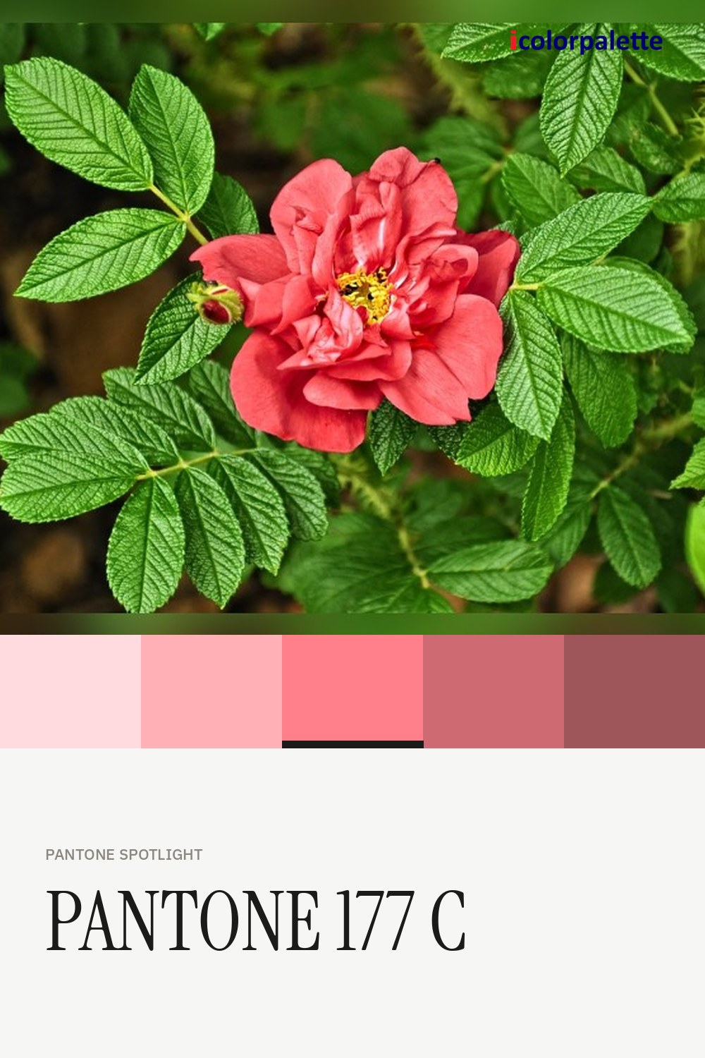 FF808B Hex Code (Camaron Pink Shade) — RGB, CMYK & HSL Color