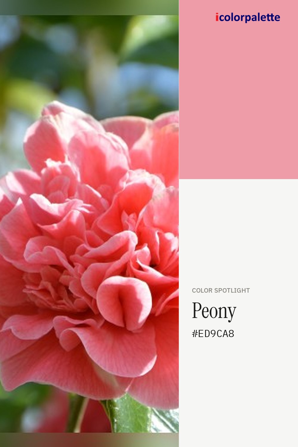 Peony Hex Code #ED9CA8 — RGB, CMYK & HSL Color Values | iColorPalette