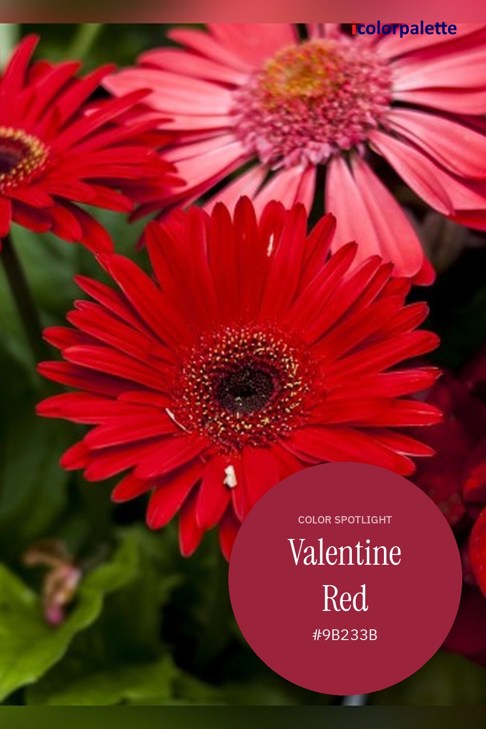 Valentine Red Color (#9B233B) — Hex, RGB & Palettes | iColorPalette
