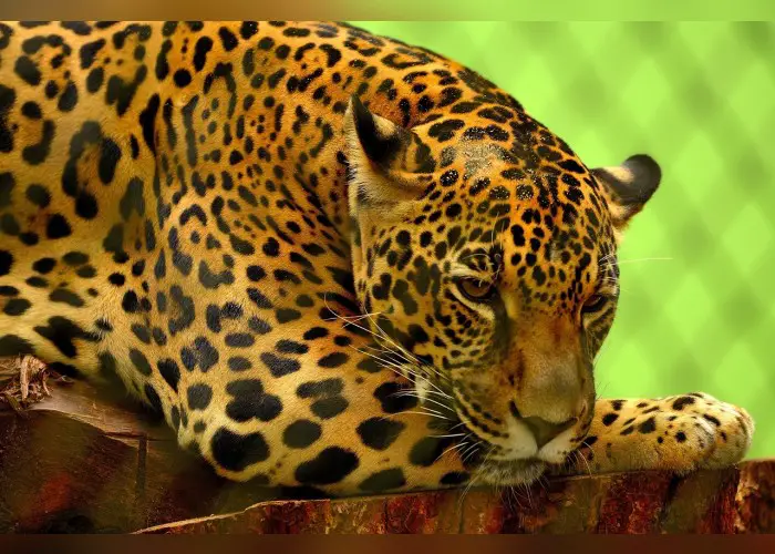 Color Palette Ideas from Wildlife Leopard Jaguar Image | iColorpalette