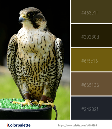 falcon bird the colors