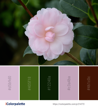 35 Camellia Color Palette ideas in 2022 | iColorpalette