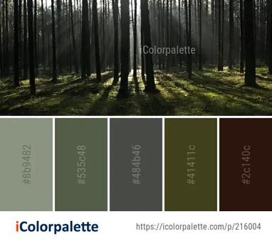 Color Palette Ideas from Ecosystem Forest Woodland Image