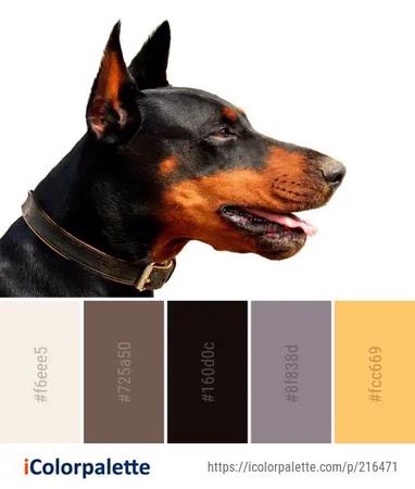 What colour dog collar? Examples of colour combinations – Oscar