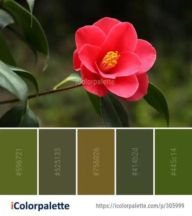 35 Camellia Color Palette ideas in 2022 | iColorpalette
