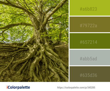 Wood Tree Trunk Color Palette